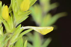 Orthocarpus luteus