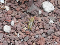 Melanoplus differentialis