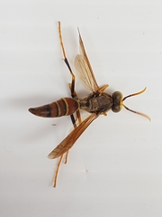 Polistes oculatus