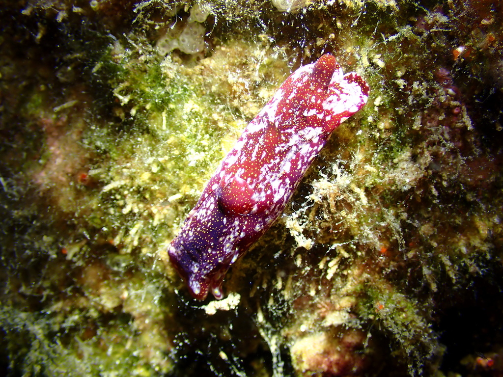 Spinophallus falciphallus