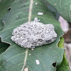Santa Barbara Treefrog photo 2