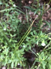 Mecardonia acuminata acuminata