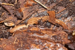 Caenoplana