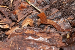 Caenoplana