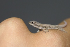 Robust Dwarf Gecko photo 3