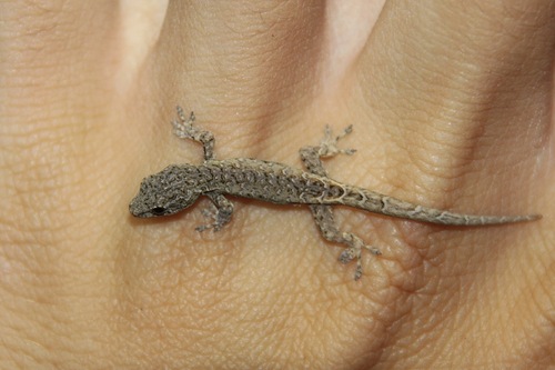 Robust Dwarf Gecko, Lygodactylus pictus