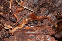 Caenoplana