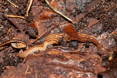 Caenoplana
