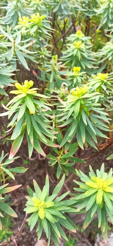 Tree spurge