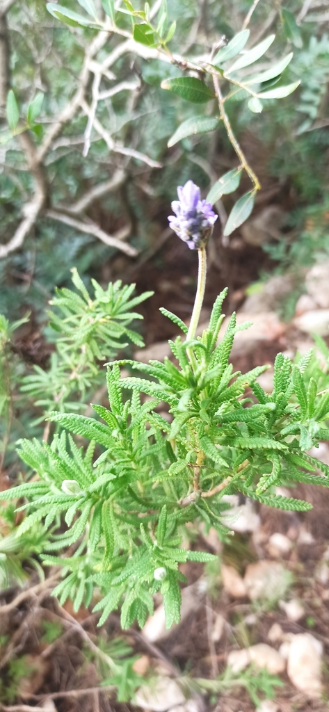 French lavender