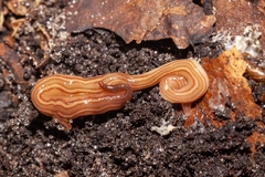Caenoplana