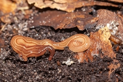 Caenoplana
