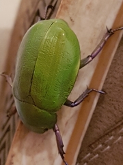 Chrysina beyeri