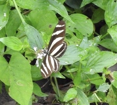 Heliconius charithonia simulator