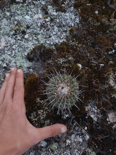 Parodia neoarechavaletae