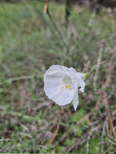 Narcissus cantabricus, photograph 3