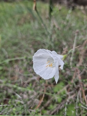 Narcissus cantabricus, photograph (c) Christoph Moning, some rights reserved (CC BY)