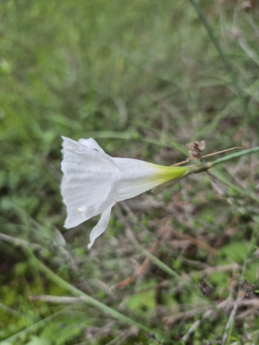Image of Narcissus cantabricus by (c) Christoph Moning, some rights reserved (CC BY)