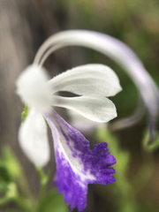 Trichostema arizonicum