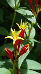 Spigelia marilandica