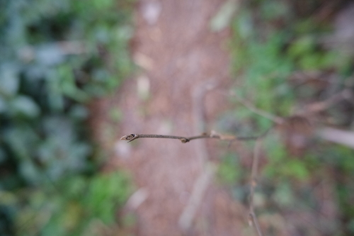 Image of Diospyros rhombifolia by (c) 王天, some rights reserved (CC BY)