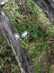 Trichostema arizonicum