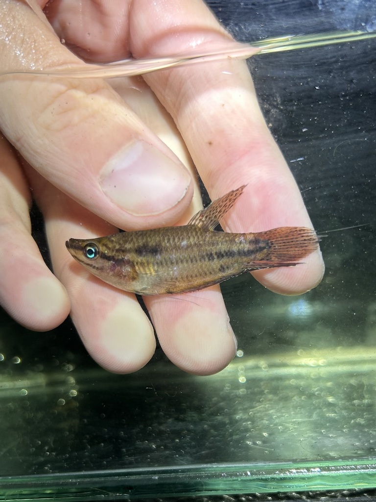 Croaking Gourami