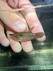 Croaking Gourami photo 1