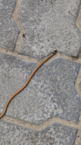 Black-headed snake