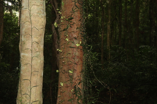 Image of Ficus variegata by (c) Edmundas Greimas, some rights reserved (CC BY)