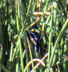 Tachuris rubrigastra