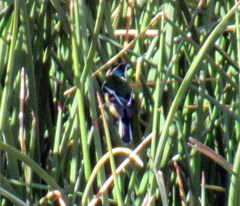 Tachuris rubrigastra