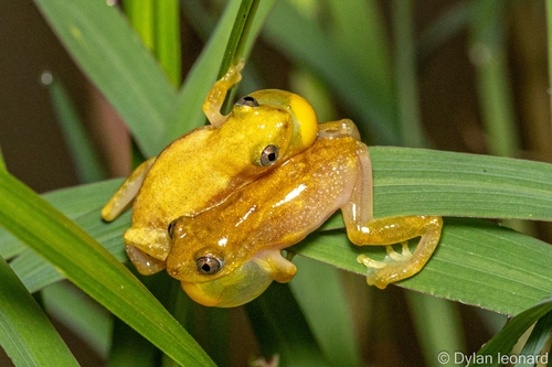 Golden Banana Frog, Afrixalus aureus