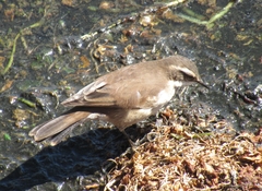 Cinclodes albiventris