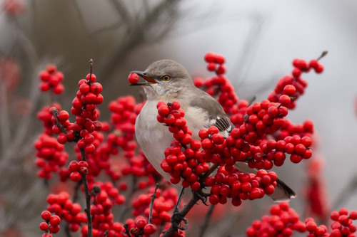 Northern Mockingbird (Mimus polyglottos), photo 10