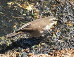 Cinclodes albiventris