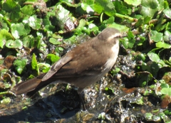 Cinclodes albiventris