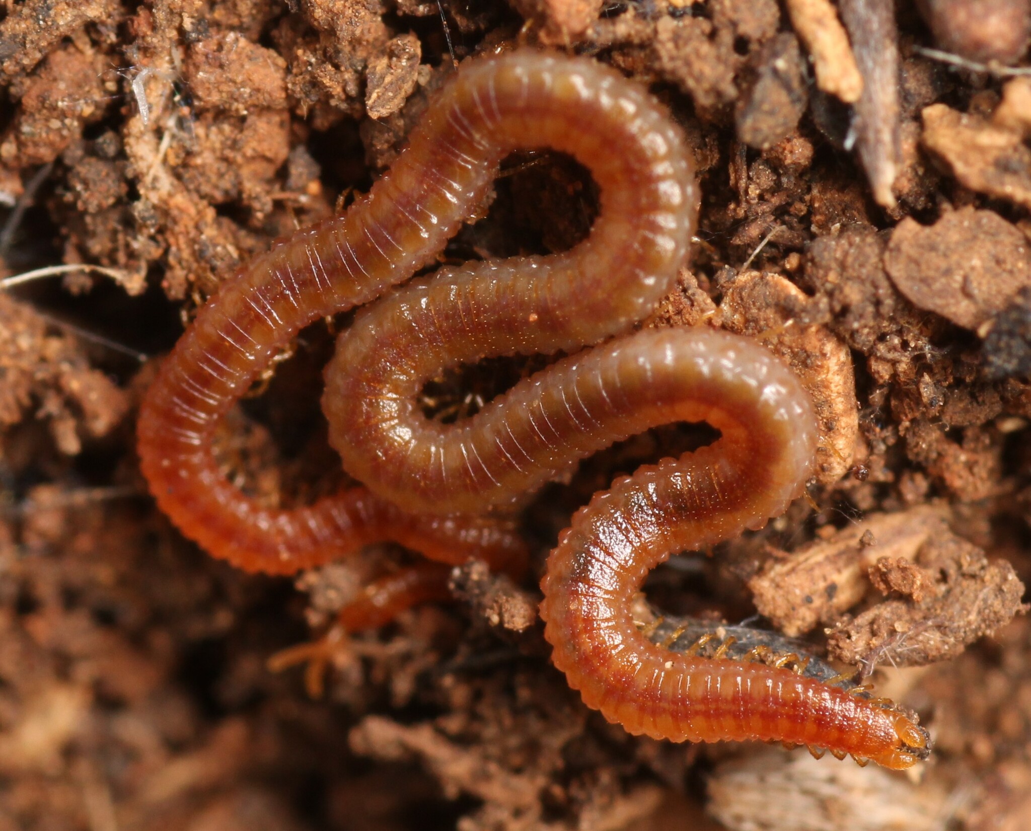 Dignathodon microcephalus Lucas, 1846