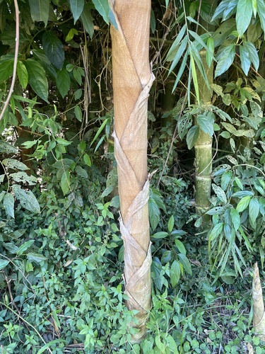Guadua chacoensis