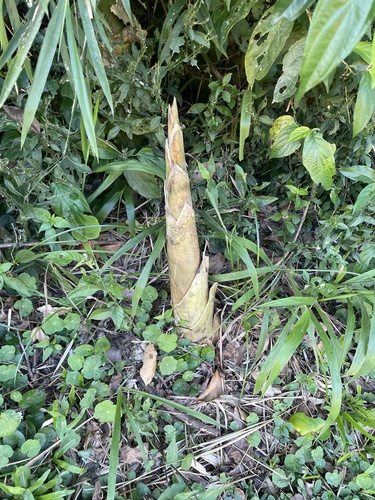 Guadua chacoensis, photograph 2