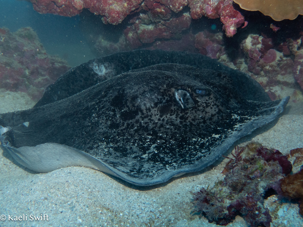 Blotched Fantail Ray in March 2025 by kaeliswift · iNaturalist