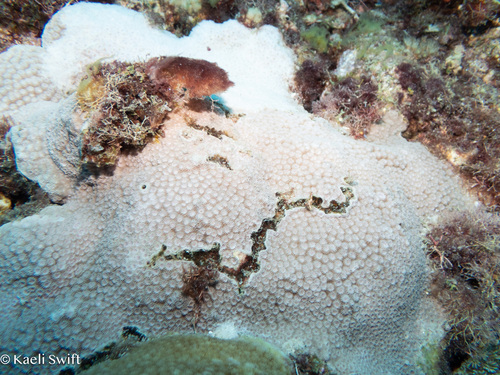 Astreopora myriophthalma observed 2025-03-01