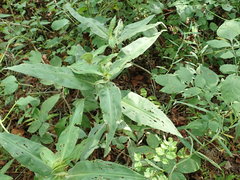 Commelina virginica