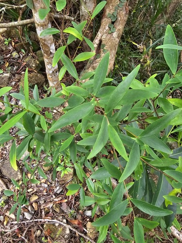 Wikstroemia lanceolata observed 2025-02-25