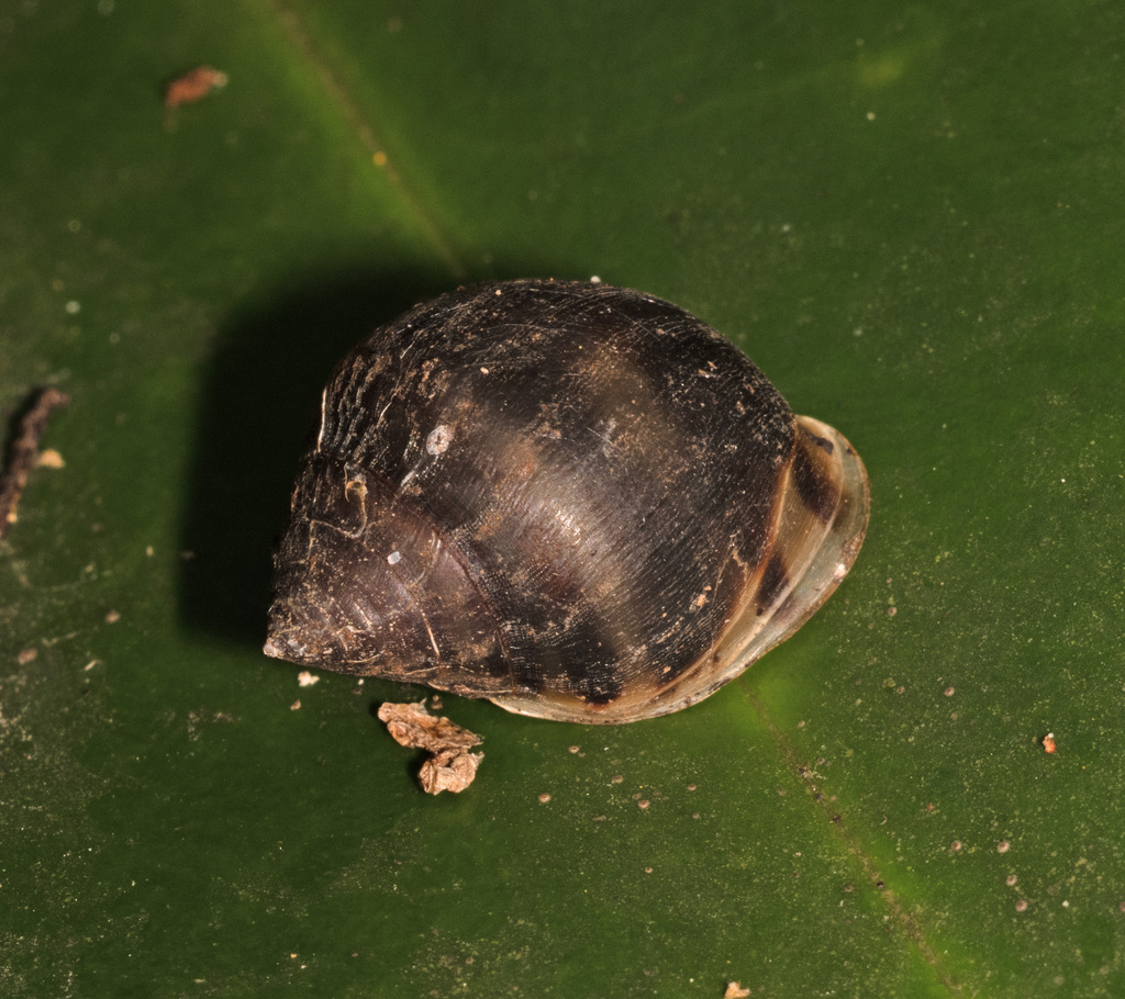 Pythia plicata