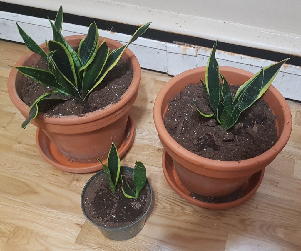 Sansevieria trifasciata Prain 3