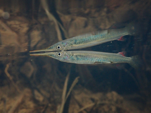Palawan halfbeak (Dermogenys palawanensis) — Zenarchopteridae — 2