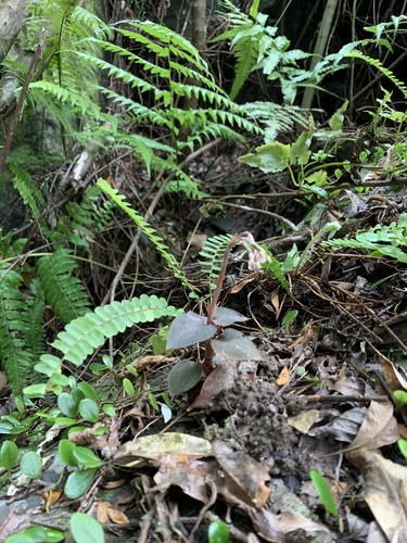 Cheirostylis liukiuensis iNat (3)