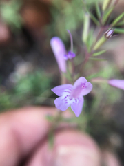 Hedeoma hyssopifolia