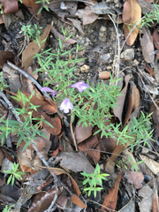 Hedeoma hyssopifolia